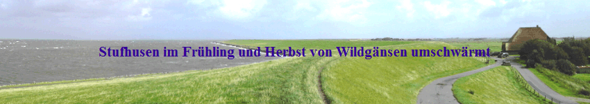 Stufhusen im Fr�hling und Herbst von Wildg�nsen umschw�rmt