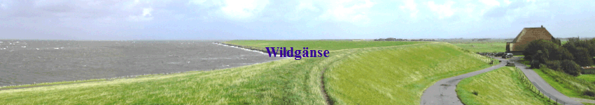 Wildg�nse