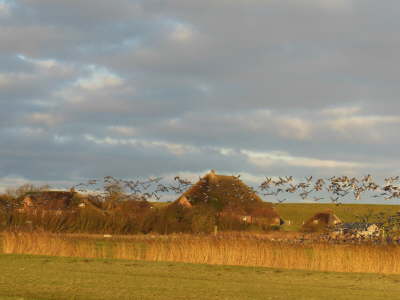 Stufhusen im Fr�hling und Herbst von Wildg�nsen umschw�rmt